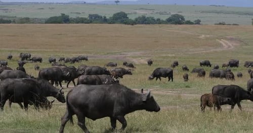 Afrikanischer Büffel, Syncerus Caffer, Herde stehend in Savanne, Masai Mara Park in Kenia, Echtzeit 4K