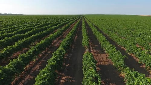 Luftaufnahme auf ausgedehnten Weinbergen