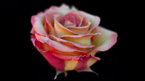 Delicate Pink Yellow Rose Gently Swaying on Black