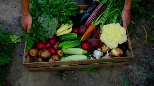 Harvest Vegetables in the Garden in the Hands of a Male Farmer