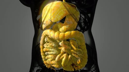 3D Animation of Human Digestive System Organs with Glowing Effect