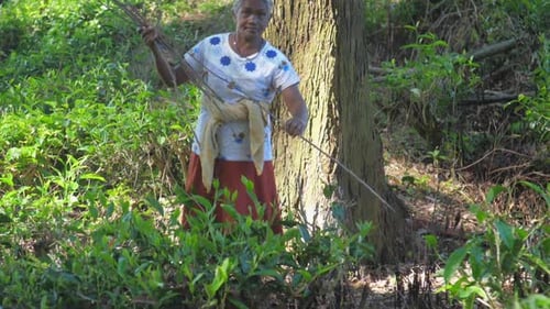 Dame aux cheveux gris rassemble du bois dans la forêt ombragée au Ralenti