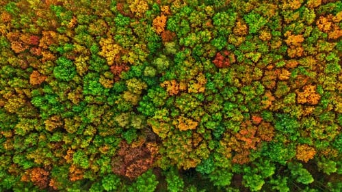 Blick von oben nach unten auf den Herbstwald. Natur in Polen.