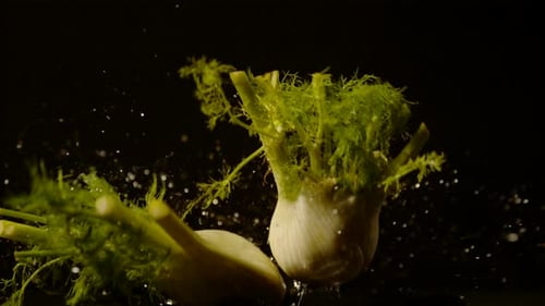 Fennel falling on water surface, Ultra Slow Motion