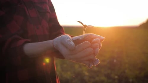 Farmer Hand Holding Leaf of Cultivated Plant