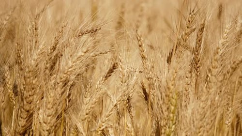 Wheat