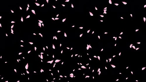 Romantic Pink Cherry Blossom Petals Falling Overlay