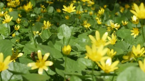 Close-Up of Yellow Flowers and Green Leaves