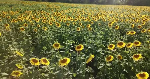 Aerial View of Sunny Sunflower Field in Daytime