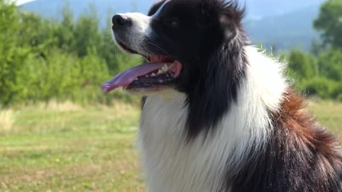 A Border Collie Barks at Something Off the Camera in a Meadow in a Forest - Closeup