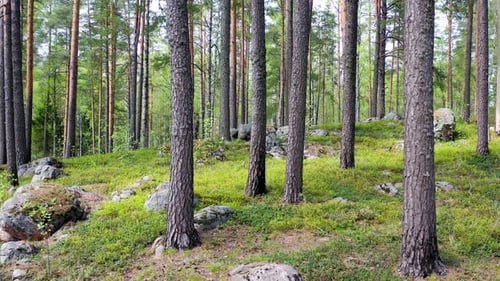 Beautiful Summer forest