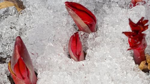 Red Peony Sprouts Emerging from Snow