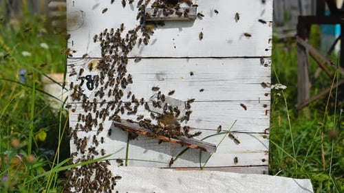 Bees Swarming Around White Wooden Beehive