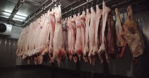 Carcasas de cerdo colgadas de ganchos en el congelador para procesarlas en salchichas