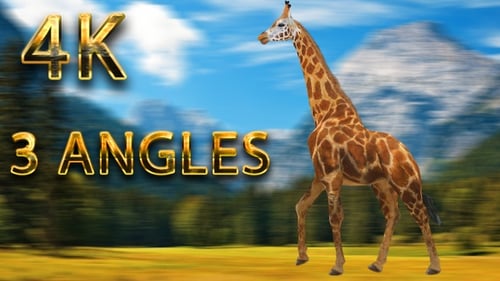 Giraffe läuft aus 3 verschiedenen Blickwinkeln