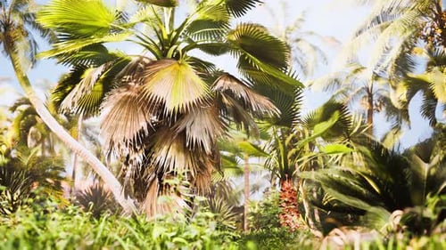 Tropical Garden with Palm Trees in Sun Rays