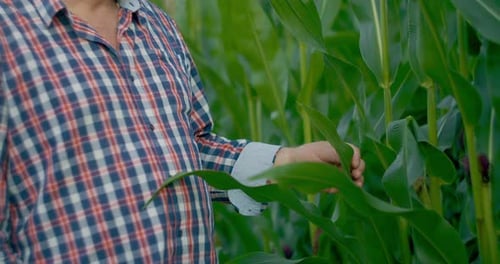 Farmer in Corn Field Tears Corn. An Elderly Man in a Straw Hat Walks a Cornfield