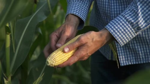 Adult Examining an Ear of Corn in Field