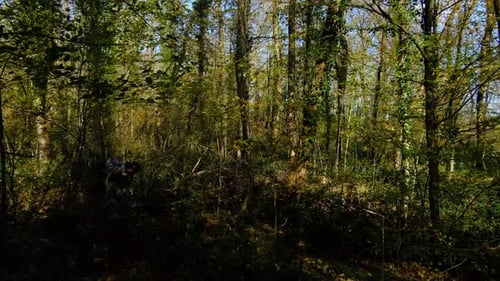 Autumn Forest