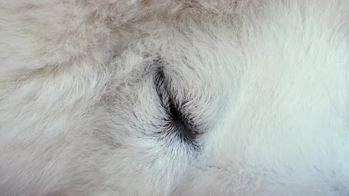 The white dog is sleeping. Eye of a sleeping Samoyed dog. Close-up.