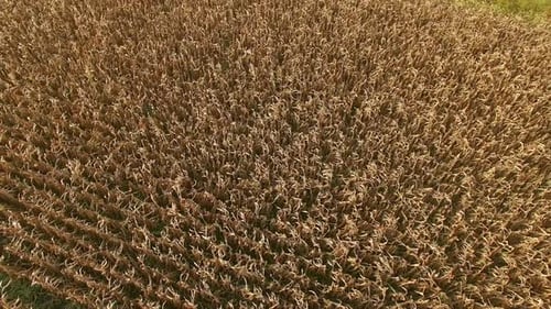 Wheat Field