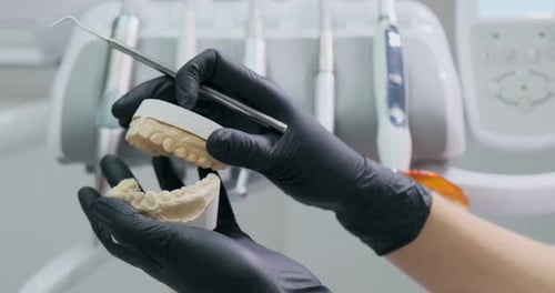 Dentist Hands Examining Plaster Teeth Model