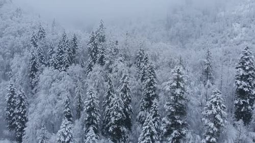 Aerial shot: spruce and pine winter forest completely covered by snow.