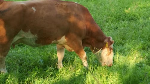 Brown Cow Chewing Grass in the Field