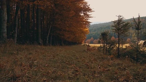 Running in the Autumn Forest