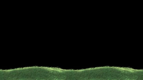 Grass in the wind