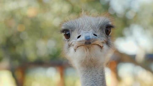 Portrait of a Cool Ostrich