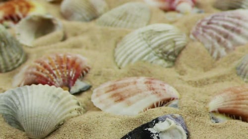 Sea Creatures 7