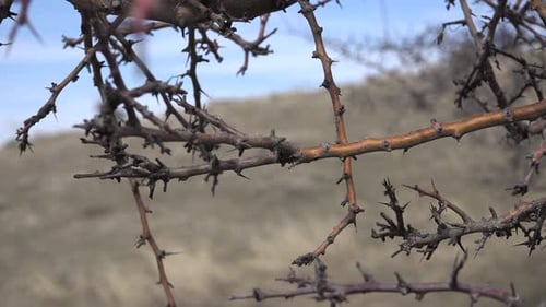 Thorny Branches of Leafless Shrubland
