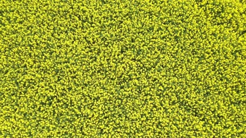 Rapeseed Field 16