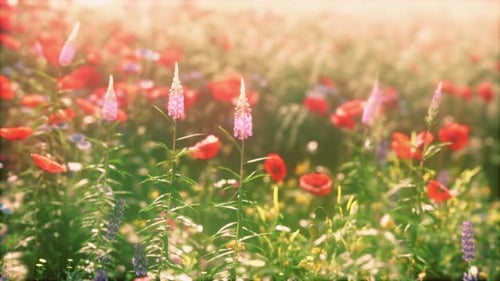 View of Beautiful Cosmos Flower Field in Sunset Time