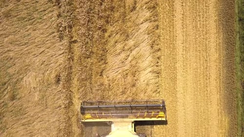 Aerial view of combine harvester harvesting large ripe wheat field.