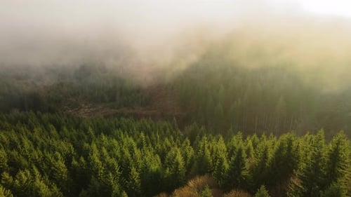 Aerial View of Foggy Evening Over Dark Pine Forest Trees at Bright Sunset