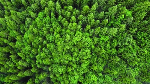 Summer Coniferous Forest Aerial Top View Bright Green Forest in Good Weather Nature Background