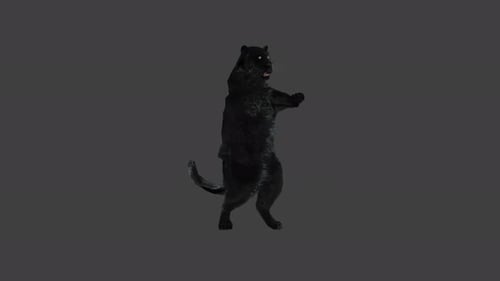 Panther Dancing 4K