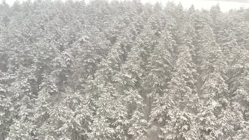 Top of evergreen forest in heavy fog by winter 4K drone video