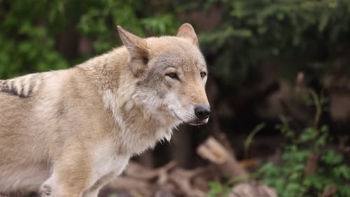 Portrait of a Grey Wolf Canis Lupus in Summer Forest