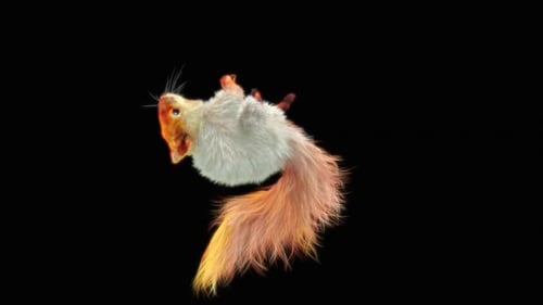 Animated 3D Fluffy Squirrel Running Jumping and Falling
