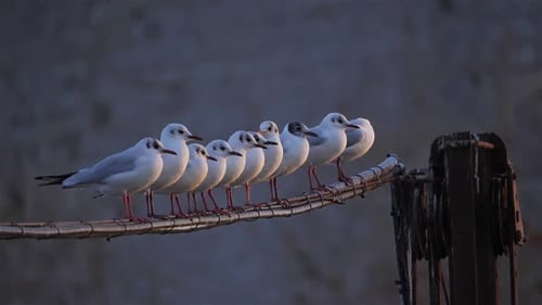 White Birds Perched then Take Flight