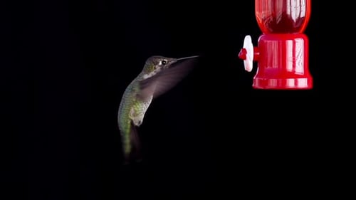 Hummingbird Feeding Slow Motion.