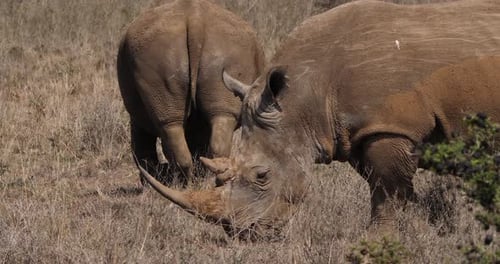 White Rhinoceros, ceratotherium simum, Male, Mother and Calf, Nairobi Park in Kenya, Real Time 4K