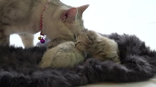 Scottish Cat Hugging Her Kitten With Love