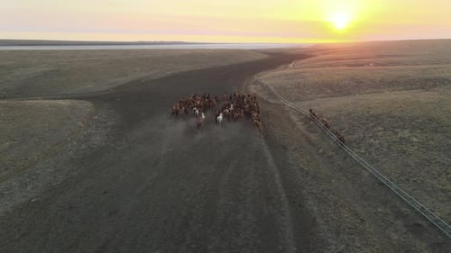 Wild Horses Running