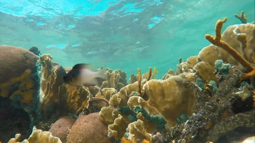 Seabed on the Coral Reef in the Caribbean Sea Full of Baby Fish