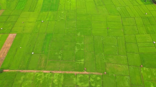 4K, A green rice field waving in the wind, Green rice plants growing. Nature Aerial footage