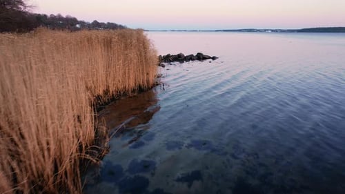 Drone Over Reeds In Inlet With Seagulls Flying Over Water